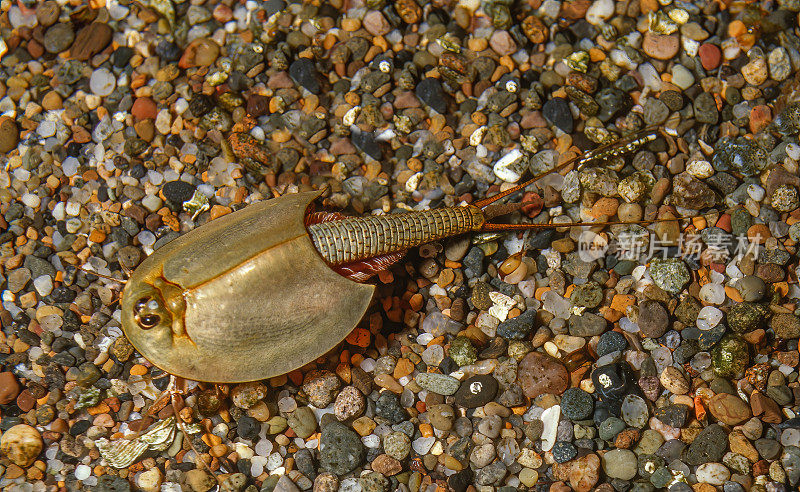 春池蝌蚪虾(Lepidurus packardi)是美国西部临时池塘中发现的一种小而稀有的蝌蚪虾(Notostraca)。鳃足类。杰普森草原保护区，加利福尼亚。